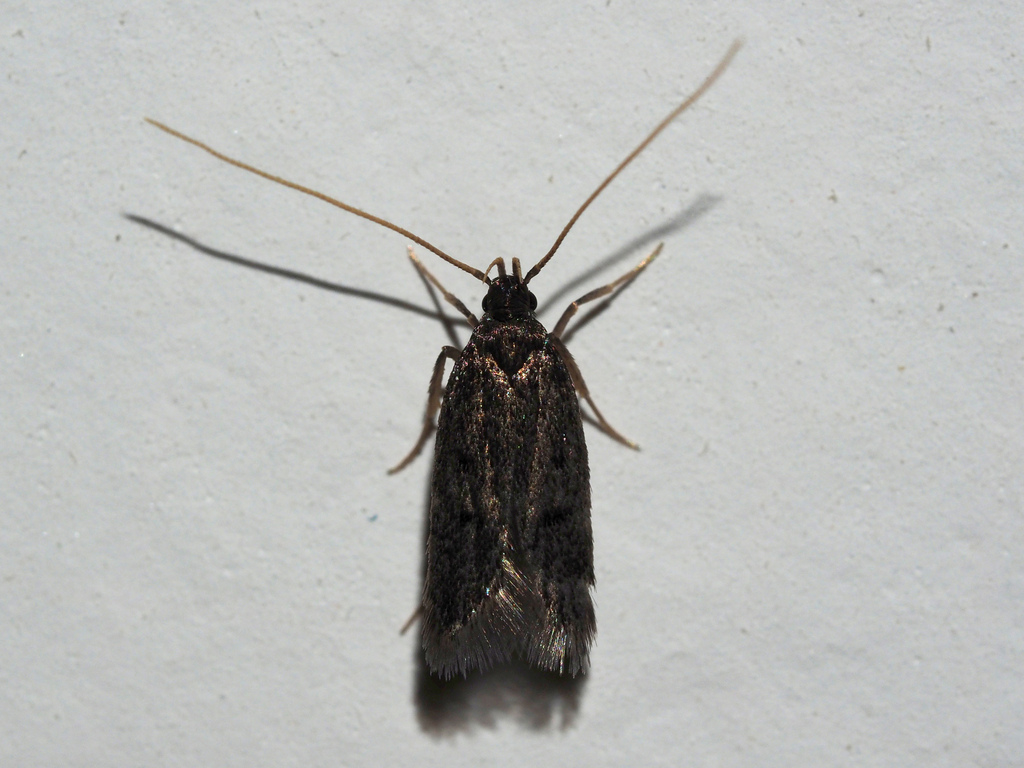 Eurodachtha siculella