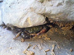 Pachygrapsus socius