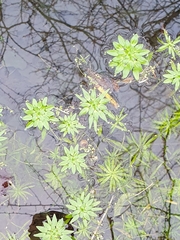 Callitriche obtusangula