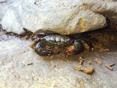 Pachygrapsus socius