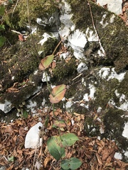 Bupleurum longifolium