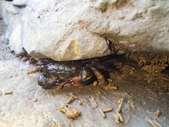 Pachygrapsus socius
