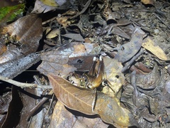 Penalva flavocalceata