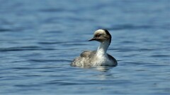 Podiceps occipitalis