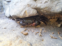 Pachygrapsus socius