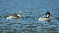 Podiceps occipitalis