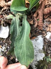 Bupleurum longifolium