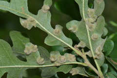 Janetia homocera