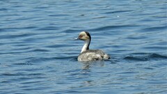 Podiceps occipitalis