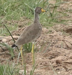 Vanellus senegallus