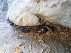 Pachygrapsus socius