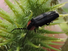 Pyropyga decipiens