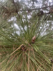 Pinus resinosa