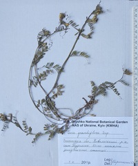 Vicia grandiflora