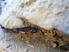 Pachygrapsus socius