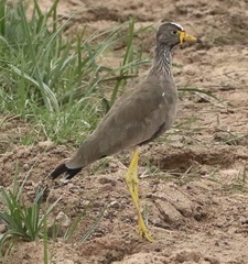 Vanellus senegallus