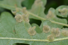 Janetia homocera