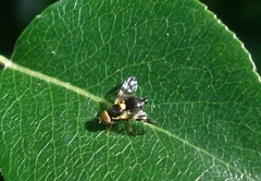 Rhagoletis cerasi