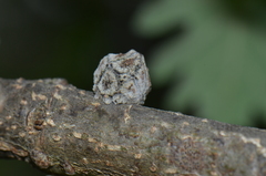 Andricus truncicolus