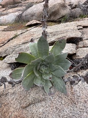 Dudleya pulverulenta