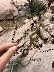 Dudleya pulverulenta