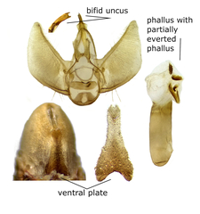 Eupithecia nimbicolor