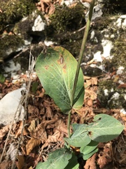 Bupleurum longifolium