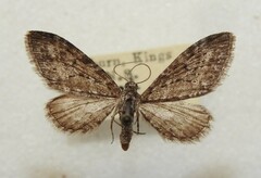 Eupithecia nimbicolor