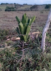 Furcraea