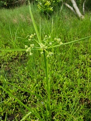 Cyperus virens