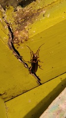 Thelyphassa lineata