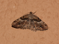 Hypomecis ectropodes