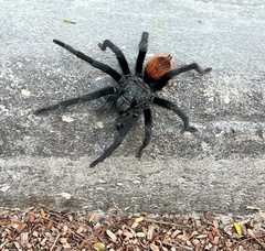 Tliltocatl epicureanus