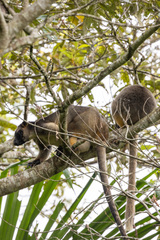 Dendrolagus lumholtzi