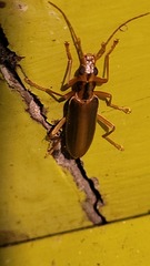 Thelyphassa lineata