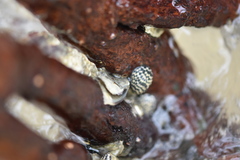 Nerita tessellata