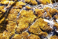 Campylopus atroluteus