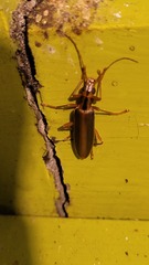 Thelyphassa lineata