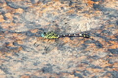 Austrogomphus cornutus