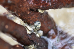 Nerita tessellata