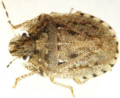 Cephaloplatus bellus