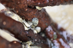 Nerita tessellata