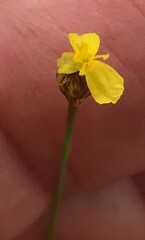 Xyris flabelliformis