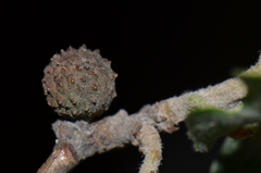 Andricus caliciformis