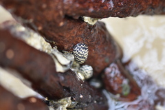 Nerita tessellata