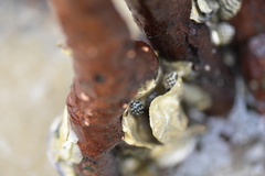 Nerita tessellata