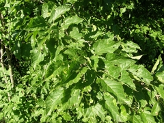 Acer tataricum