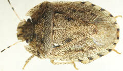 Cephaloplatus bellus