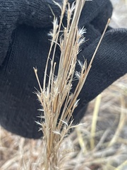 Schizachyrium littorale