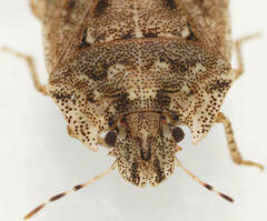 Cephaloplatus bellus